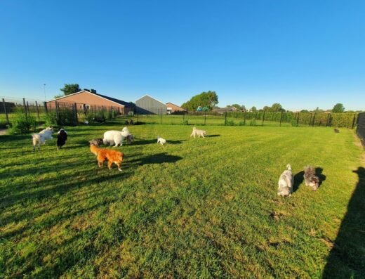 Dierenhotel en Hondendagopvang Het Groene Hart