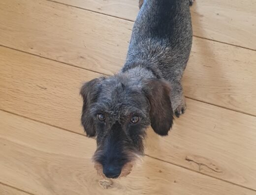 dierenpension annemiek