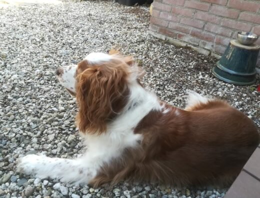 Dierenpension “De Broekhorst”