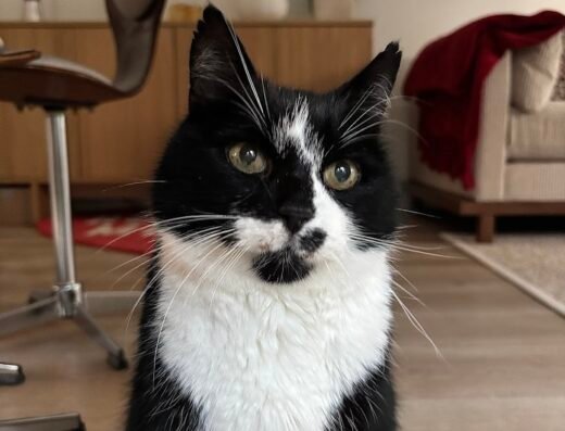 Dierentehuis ’t Hart