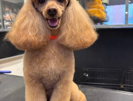 Doggievita | Hondentrimsalon Bussum