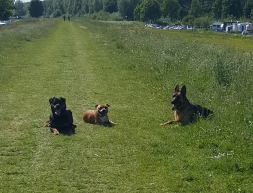 Dog’s Best Friend