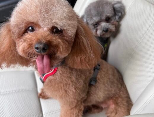 GlamourPets🐩