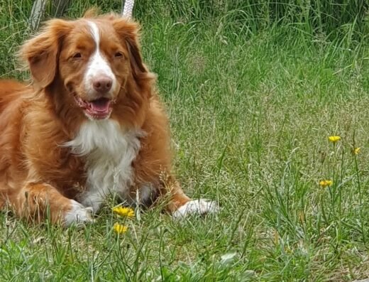 HolidayvoordeDogs