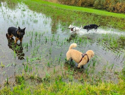 INSTINCTIVE Cats and Dogs