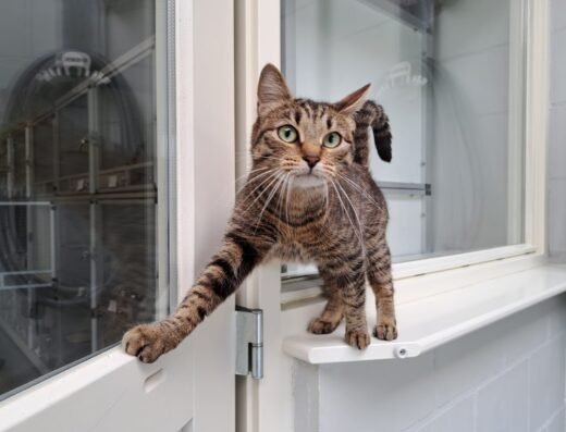 Kattenhotel De Vuursche