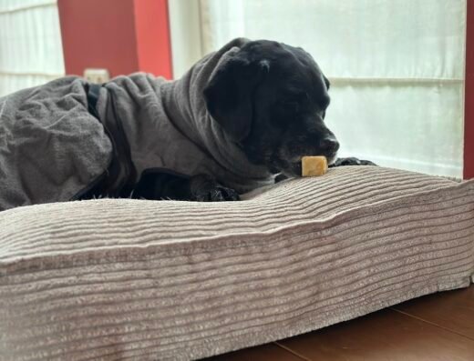 Kiki’s Hondenhotel voor honden vanaf 6 jaar in Leusden
