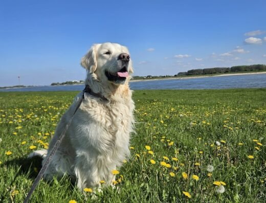 My Dog Resort