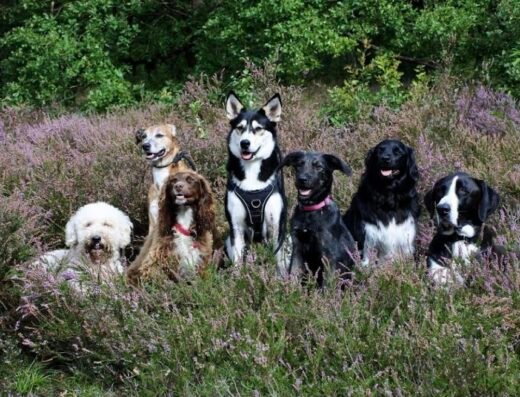 Pack Training
