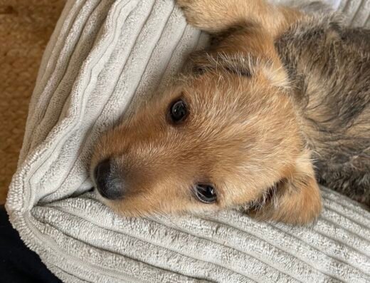 Puppyopvoeden