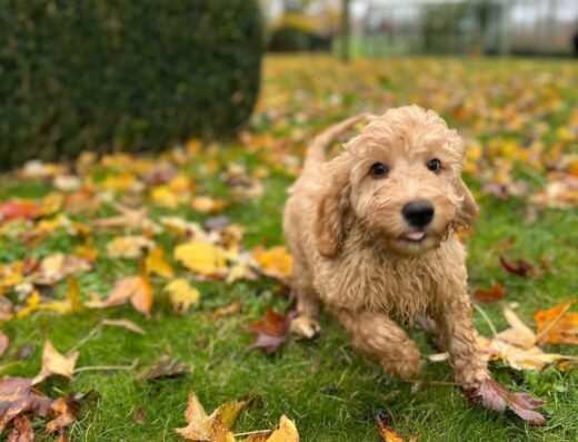 Puppyopvoeden
