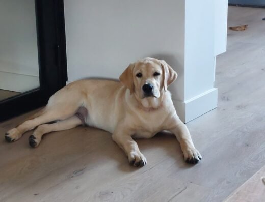 Puppyopvoeden
