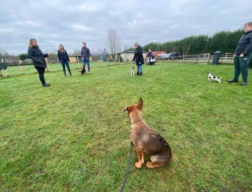 Puppyschool PurSang