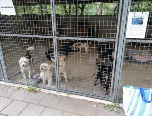 Stichting Dierentehuis Zeist en Omgeving