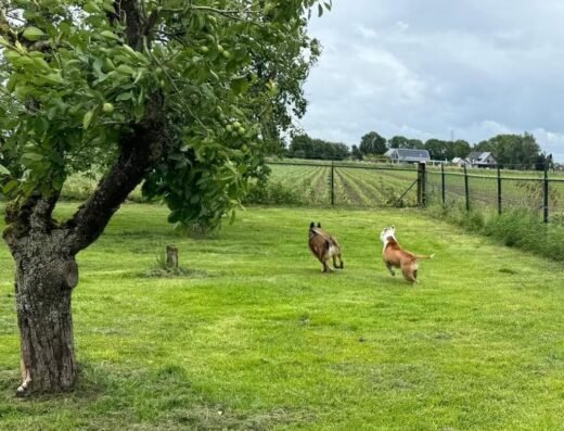 ’t Klooster Dierenpension