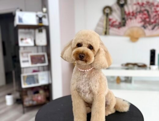 The Groom Salon🐩