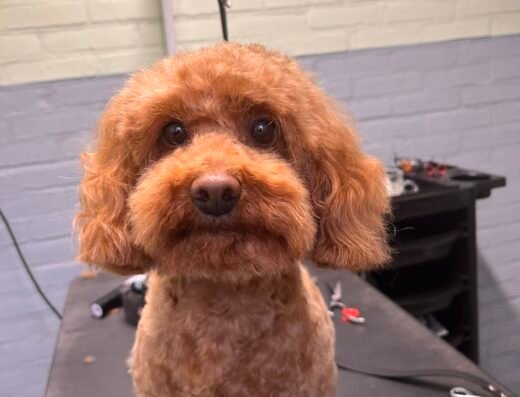 Trimsalon Griftpark, gediplomeerd trimmer🐩