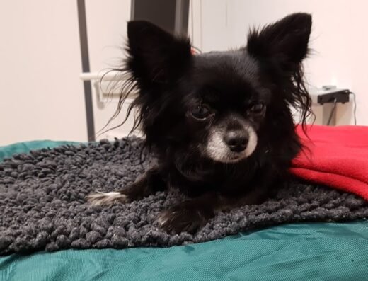 Vetcare dierenkliniek