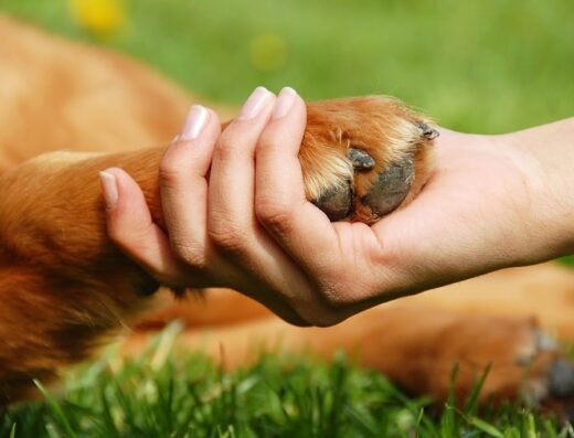 Zensitive Puppy Training – spelenderwijs verbinden, liefdevol leren gehoorzamen