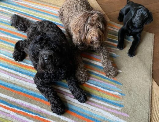 Zensitive Puppy Training – spelenderwijs verbinden, liefdevol leren gehoorzamen