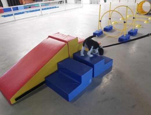 Hond op School B.V.