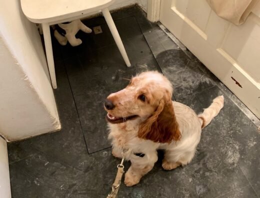 De kapper voor uw hond – Hondentrimsalon Amsterdam🐩