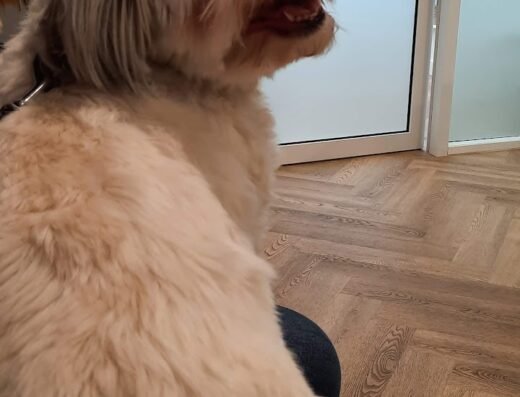 Dierenartsenpraktijk Tilburg
