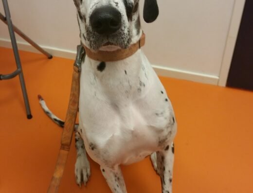 DierenDokters Rotterdam Noord