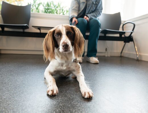 Dierenkliniek St. Anna 404🐾🩺