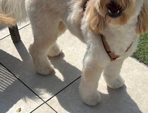 Hondentrimsalon & Hondenschool Superdogs Rotterdam