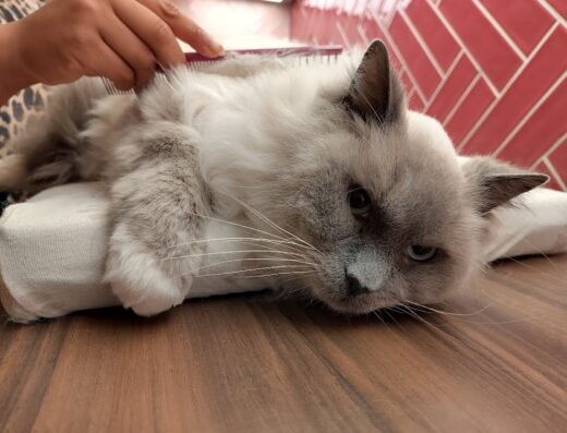 Jouw Kattentrimmer