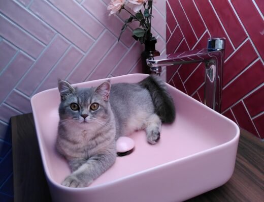 Jouw Kattentrimmer