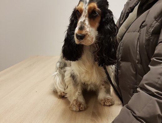 Mediscent Dierenkliniek