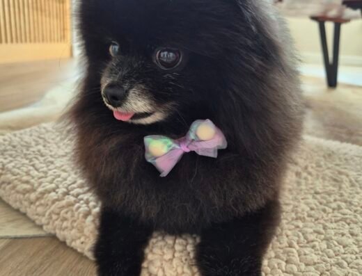 Pet Stylist Amsterdam