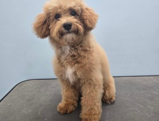 Trimsalon Arina🐩