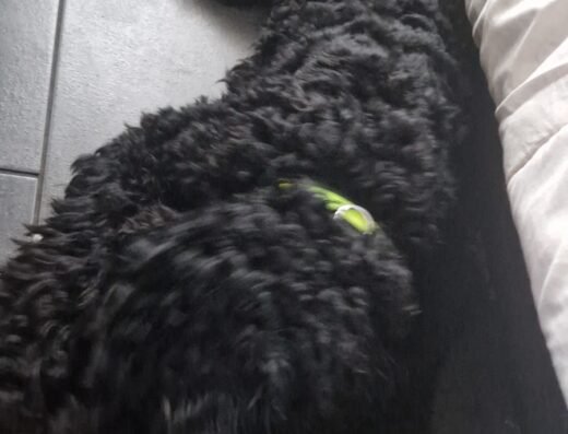 Trimsalon Bierens 🐩
