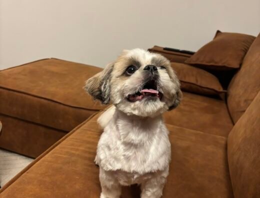 Trimsalon Ellen. Honden, Katten en Konijnen🐩