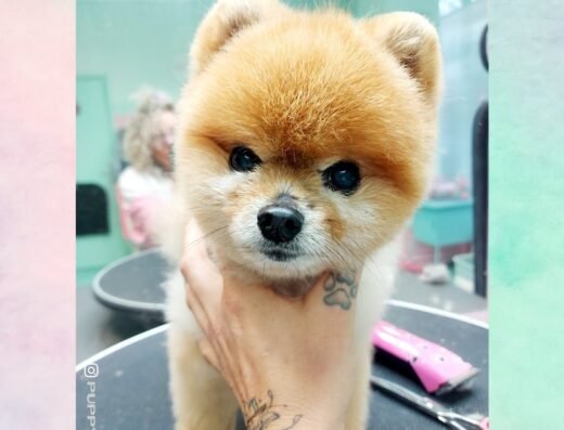 Trimsalon Puppylook
