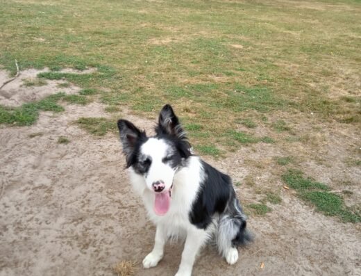 Delie Dog Training