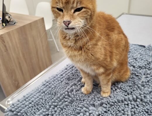 Dierenartsenpraktijk De Vrijheid – Hoogstraten 🐾🩺