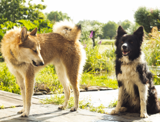 DRIFT hondentraining & gedragstherapie